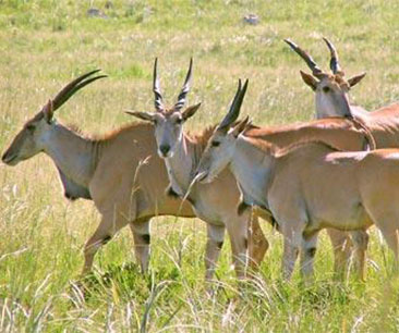 narayan-sarovar-widelife